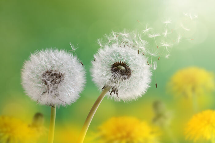 Dandelion Flower Day (Aug 9,2024) 1 Dandelion 5